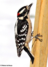 Downy woodpecker MdB signed