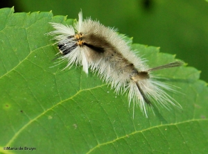 Banded tussock moth IMG_3930©Maria de Bruyn
