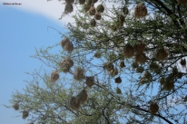 Weaver bird nests IMG_6570©Maria de Bruynres