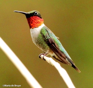 Ruby-throated hummingbird IMG_4837©Maria de Bruyn