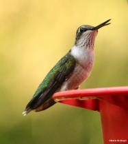 Ruby-throated hummingbird IMG_7711©Maria de Bruyn res