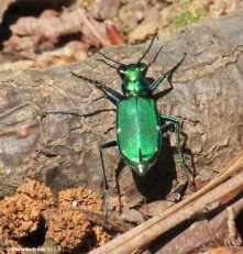 six-spotted tiger beetle IMG_5664