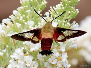 Hummingbird clearwing moth IMG_0027 MdB