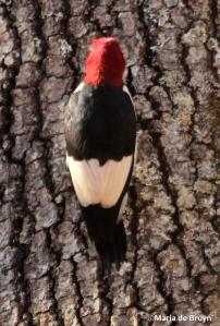 Red-headed woodpecker IMG_8345© Maria de Bruyn res