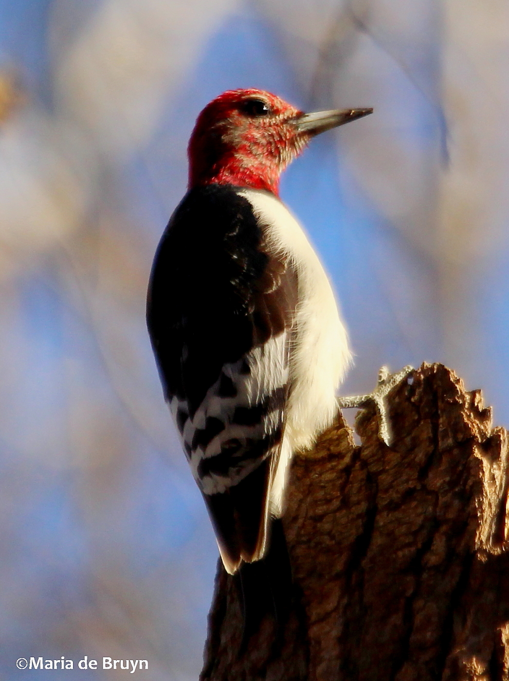 Redhead woodpecker behavior