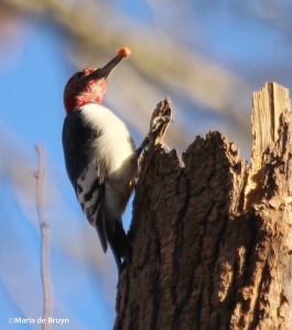 Red-headed woodpecker IMG_8788© Maria de Bruyn res
