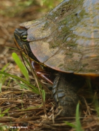 Yellow-bellied slider DK7A4294© Maria de Bruyn res