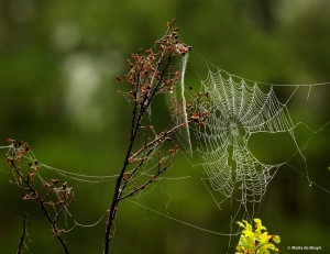 spider web DK7A6479© Maria de Bruyn res