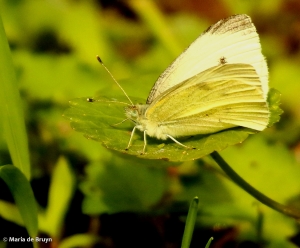 Cabbage white butterfly DK7A2287© Maria de Bruyn res
