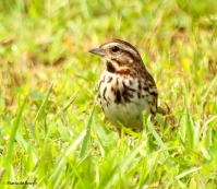 song sparrow I77A6195© Maria de Bruyn