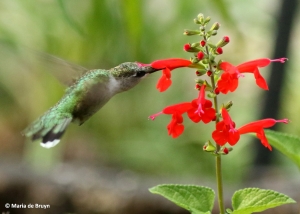 ruby-throated-hummingbird-i77a7519-maria-de-bruyn-res