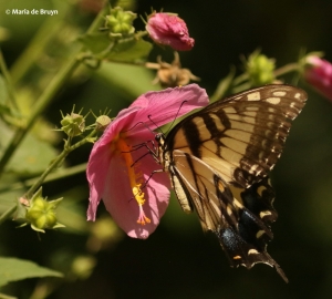 eastern-tiger-swallowtail-i77a3693maria-de-bruyn-res
