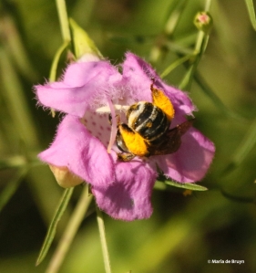 long-horned-bee-melissodes-i77a3343-maria-de-bruyn-res