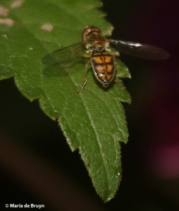 syrphid-fly-toxomerus-marginatus-i77a5952-maria-de-bruyn-res