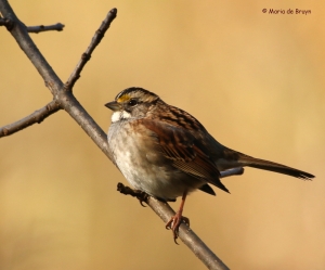 white-throated-sparrow-i77a1564maria-de-bruyn-res