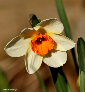 daffodil-i77a8465-maria-de-bruyn-res