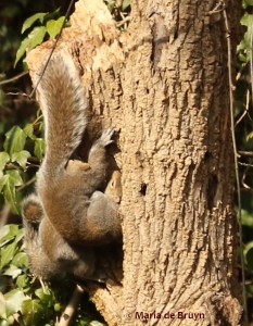 eastern-gray-squirrel-77a0929-maria-de-bruyn