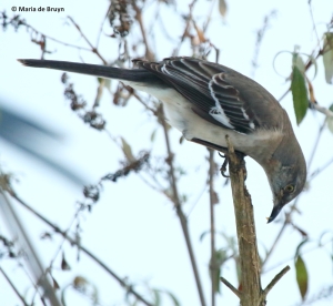 northern-mockingbird-i77a3629-maria-de-bruyn-res