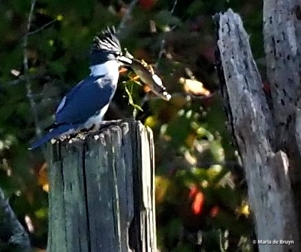 belted kingfisher PA147080© Maria de Bruyn