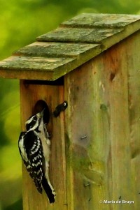 3 downy woodpecker P8207522© Maria de Bruyn res